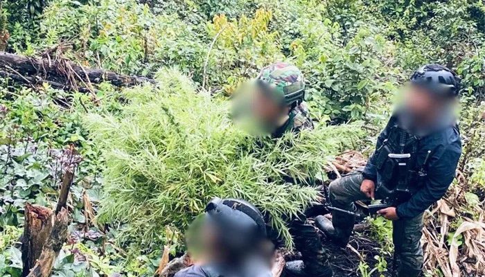Satgas TNI-Polri Gagalkan Panen Ganja di Pegunungan Papua