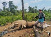 ‎Kapolda Bengkulu Instruksikan Usut Tuntas Kematian Dua Gajah dan Satu Harimau di Mukomuko