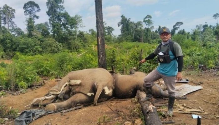 ‎Kapolda Bengkulu Instruksikan Usut Tuntas Kematian Dua Gajah dan Satu Harimau di Mukomuko