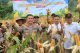 Dukung Ketahanan Pangan, Kapolres Lebak Laksanakan Panen Jagung Kuartal II Tahun 2026 di Kalanganyar