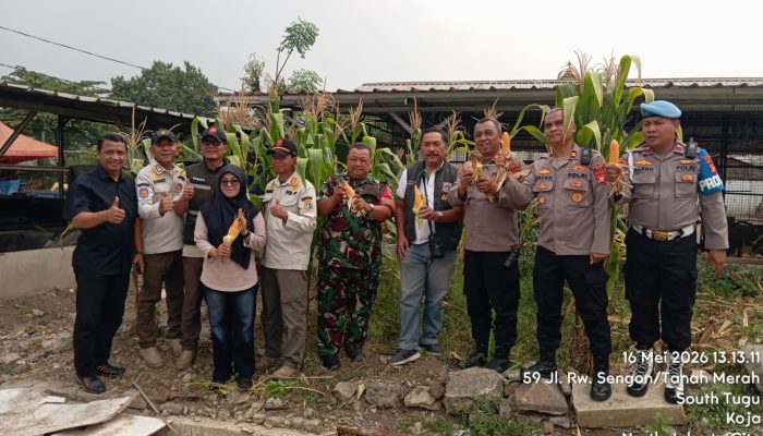 Panen Raya Jagung Serentak di Koja, Polsek Koja Dukung Ketahanan Pangan Nasional 2026