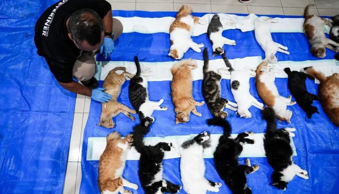 200 Kucing Jantan Lokal Disterilisasi Gratis di Palmerah, Warga Antusias Serbu Kuota