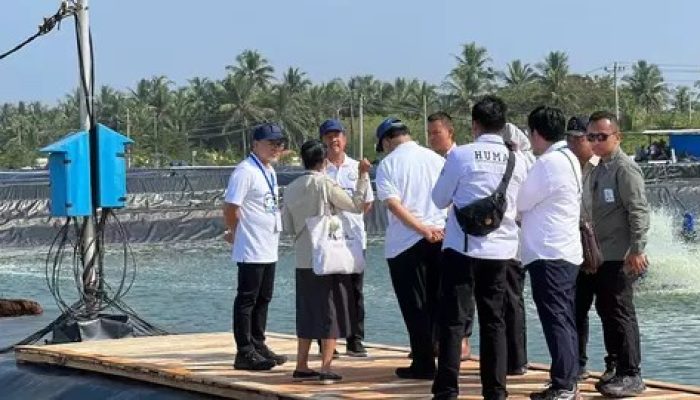 Presiden Prabowo Panen Raya Udang di Kebumen Jateng