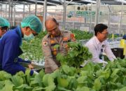 Dukung Menu Bergizi, Greenhouse SPPG Palmerah Panen 80 Kg Sawi dan 560 Ekor Patin