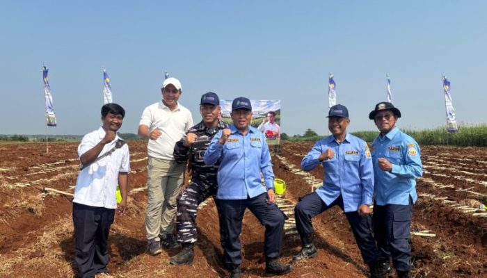 ‎Gerakan Tanam Tebu Serentak di Subang