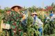 Panen Raya Serentak, Danlanal Dumai Perkuat Ketahanan Pangan Nasional Melalui Hasil Panen Jagung dan Ketela Pohon
