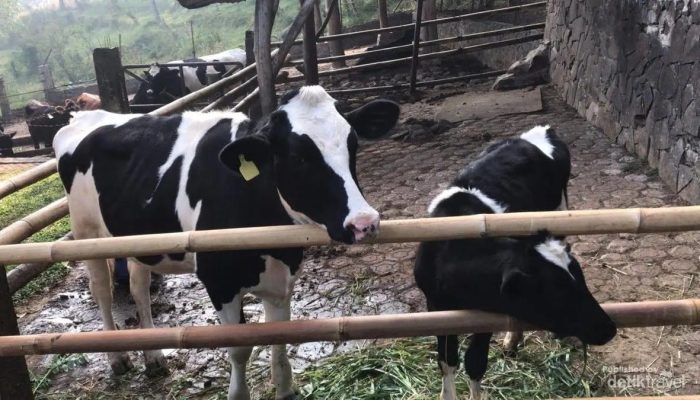 Peternakan Dago Dairy Tutup Permanen Akibat Kekurangan Pekerja di Bandung