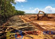 Tambang Timah di Pantai Rebo Babat Hutan Mangrove, Ekosistem Alam Hilang Demi Uang