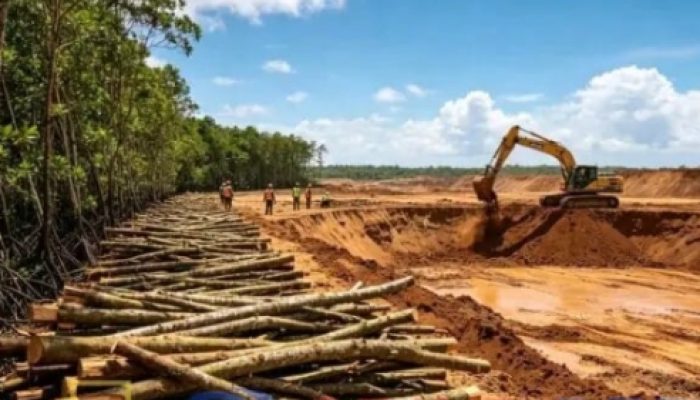 Tambang Timah di Pantai Rebo Babat Hutan Mangrove, Ekosistem Alam Hilang Demi Uang