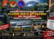 GAKKUM KEMENTERIAN KEHUTANAN TUNTASKAN PULBAKET GETAH PINUS TNGC, RANTAI PENAMPUNGAN HINGGA PT EMB DIMINTA DIBUKA TERANG