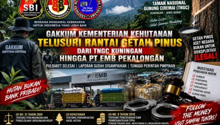 GAKKUM KEMENTERIAN KEHUTANAN TUNTASKAN PULBAKET GETAH PINUS TNGC, RANTAI PENAMPUNGAN HINGGA PT EMB DIMINTA DIBUKA TERANG