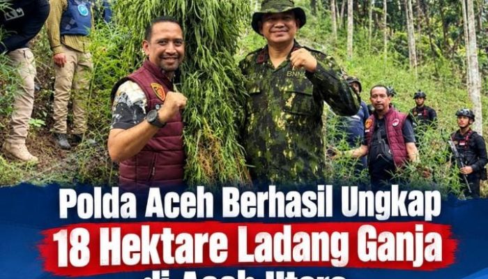 Polda Aceh Musnahkan Ladang Ganja 18 Hektare, Gazali Ahmad Soroti Pentingnya Memutus Mata Rantai Produksi Narkoba