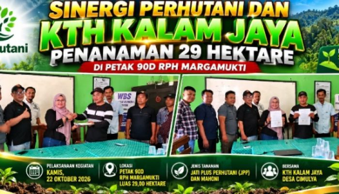 SINERGI PERHUTANI DAN KTH KALAM JAYA, PENANAMAN 29 HEKTARE DI PETAK 90D RPH MARGAMUKTI